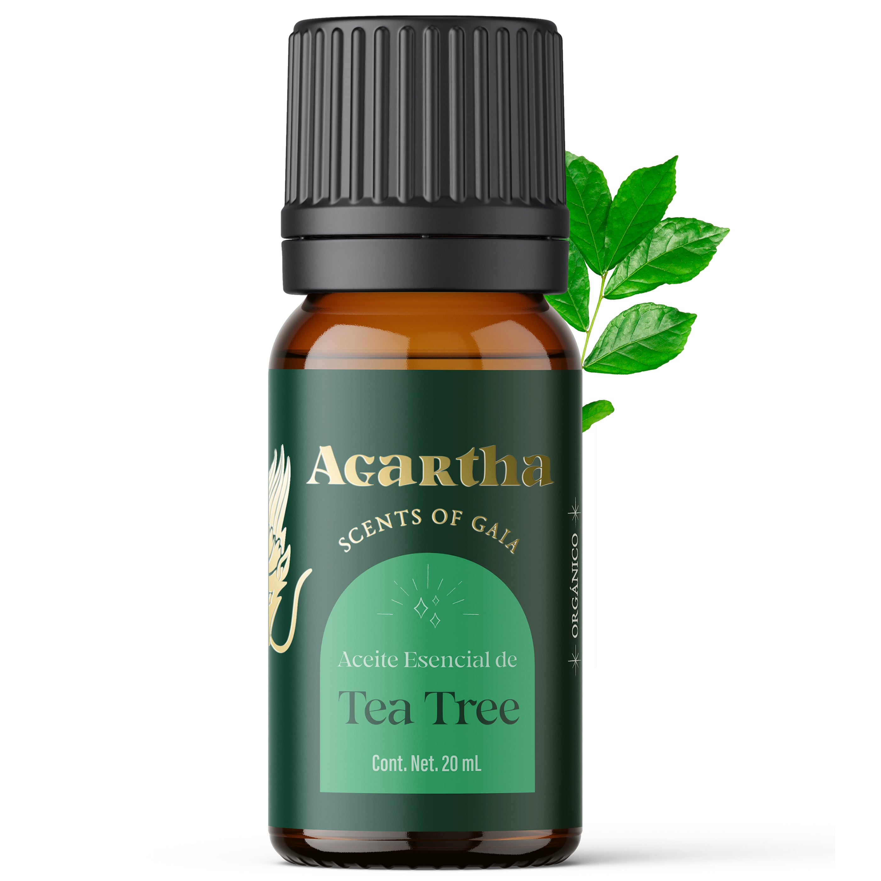 Aceite esencial de Tea Tree (árbol de té), ideal para purificar la piel y promover un entorno fresco y limpio.